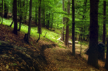 Winding Road in forest 1 © summit fever