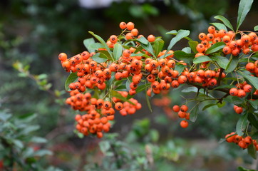 Fototapeta premium Jarzębina