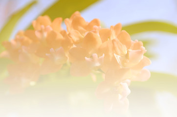 Orange flower in soft background style for the background