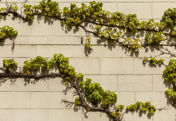 ivy leaves on the wall