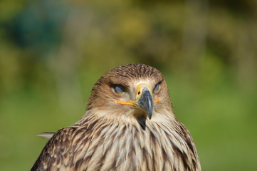 aigle