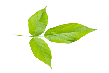 Green leaf isolated on white background with Clipping path