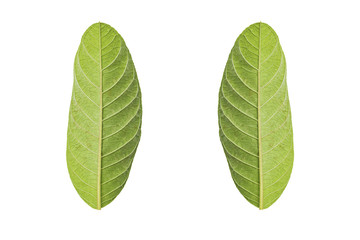 Green leaf isolated on white background with Clipping path