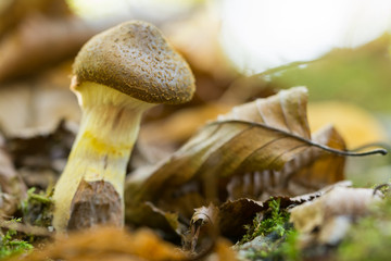Pilze