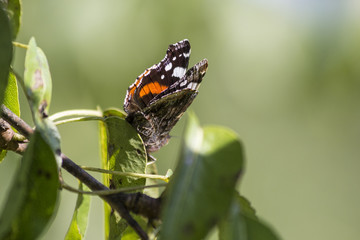 Red Admiral in an apple tree
