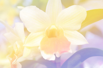 Obraz na płótnie Canvas Flowers background blur