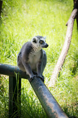 Lemur in Haifa Zoo