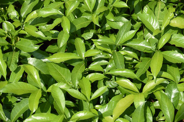 Features images of leaves For a background