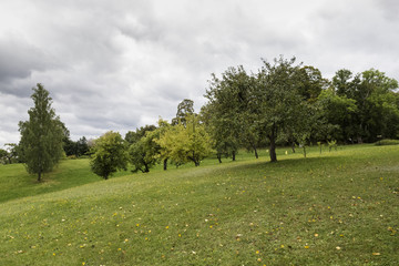 orchard on a hill
