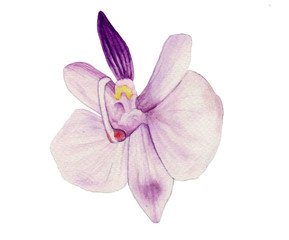 Fototapeta na wymiar watercolor orchid painting