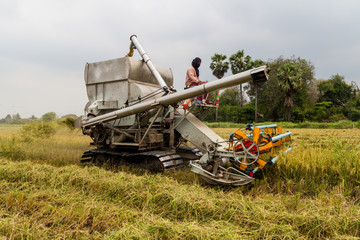 Combine Harvester in rice field
