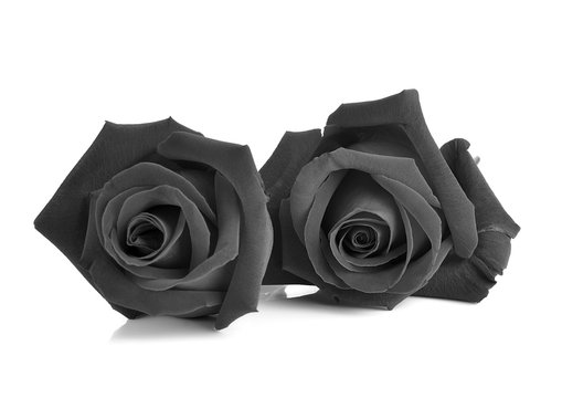 Black rose isolated on white background.