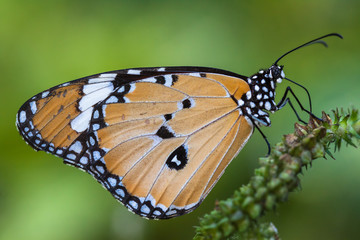 Viewing butterfly nectar from flowers.