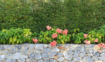 Stone wall, flower in the garden