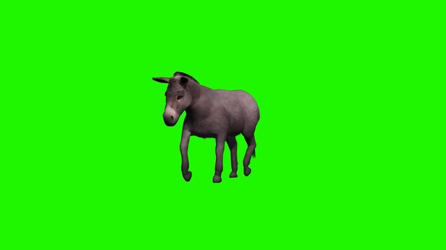 Donkey goes - 3 different views  - loop - green screen