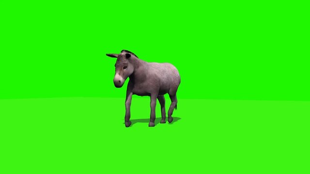 Donkey goes - 3 different views with shadow - loop - green screen