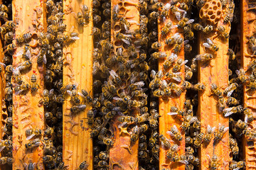 Close up view of the bees swarming on a honeycomb.