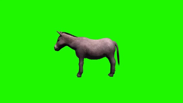 Donkey idle - 3 different views - loop - green screen