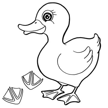 duck  with paw print Coloring Pages vector
