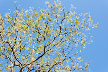 Tree branches isolated on the blue sky background