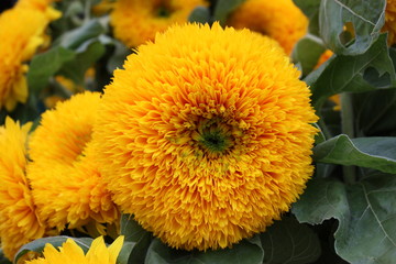 sunflower yellow tots or teddy bear
