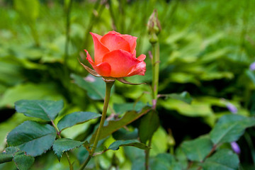 Red rose in the garden