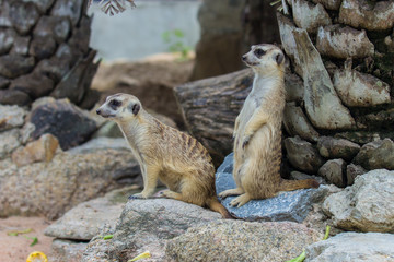 Obraz premium Slender-Tailed Meerkats (Suricata suricatta) in zoo.