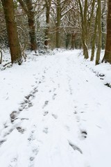 Winter woods