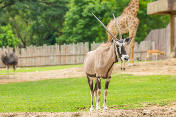 Naklejka na ściany i meble Oryx gazella in zoo.