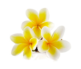 Fototapeta na wymiar Tropical flowers frangipani (plumeria) isolated on white backgro