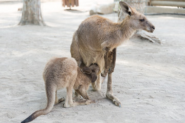 Kangaroos at Gan Garoo