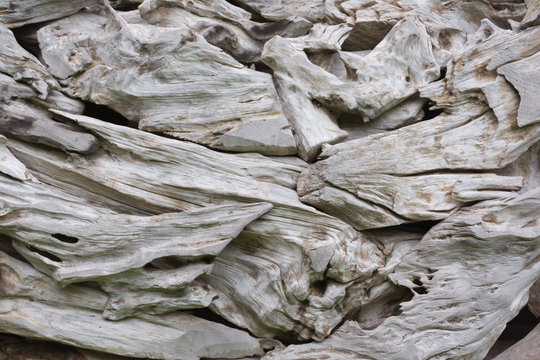 Closeup of some driftwood roots at the park