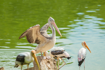 Pelican in zoo. This image is shoot through water spray of water springer.