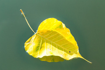 Yellow bodhi leaf falling down on the river