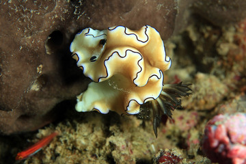 Doriprismatica Atromarginata Nudibranch (Previously Glossodoris Atromarginata). Flores, Komodo National Park, Indonesia © Daniel Lamborn