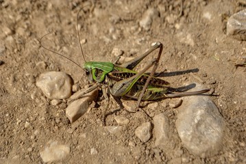 Big green grasshopper sitting in a ground.