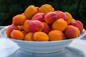 Урожай абрикосов