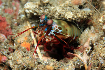 Peacock Mantis Shrimp (Odontodactylus Scyllarus, aka Harlequin Mantis Shrimp, Painted Mantis Shrimp, Clown Mantis Shrimp), Looking out from its Hole. Padang Bai, Bali, Indonesia