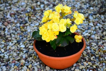 Flower in outdoor in flowerpot on summer time