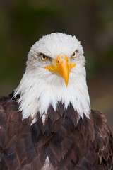 Haliaeetus leucocephalus - bald eagle closeup