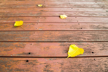 Yellow bodhi leaves on the wood panels