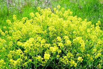 Fototapeta premium A bush yellow blossom in Vilnius town on spring