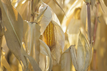 ripe corn before harvest © mimacz