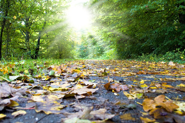 Herbstlaub auf Straße, Rutschgefahr, Glätte, Straßenglätte, Sonne, tiefstehende Sonne, Unfallgefahr