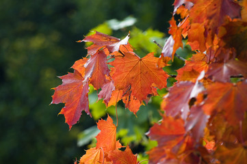 Herbstlicher Baum, Herbst, Goldener Oktober
