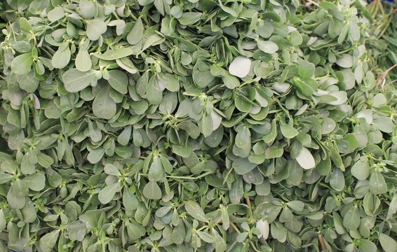 Purslane Plant Of The Family Portulacaceae Herb Salad