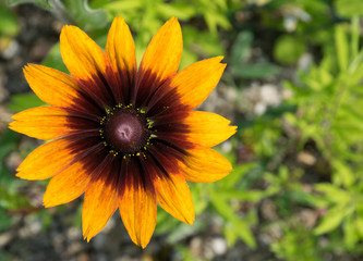 Blüte eines Mädchenauges