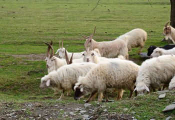 Goats and sheeps grazing in the field