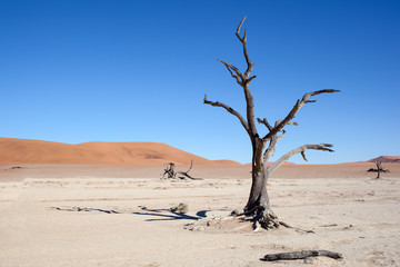 Deserto della Namibia, albero secco