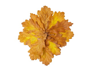 fallen oak leaves isolated on white background
